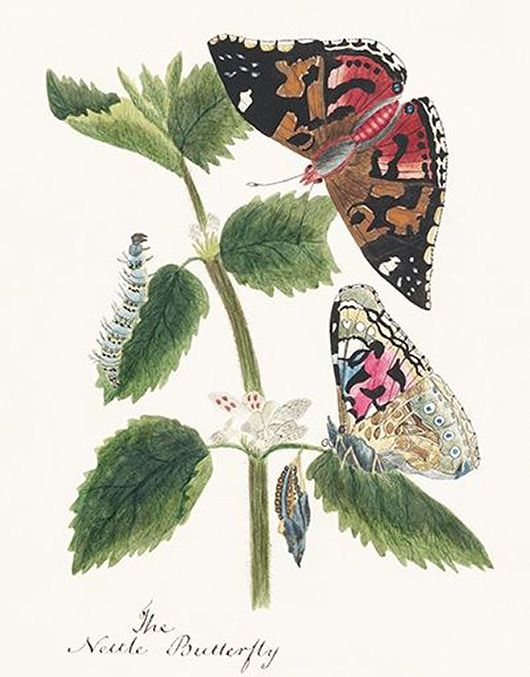 plakaty Motyle-i-poczwarki-ilustracja-vintage