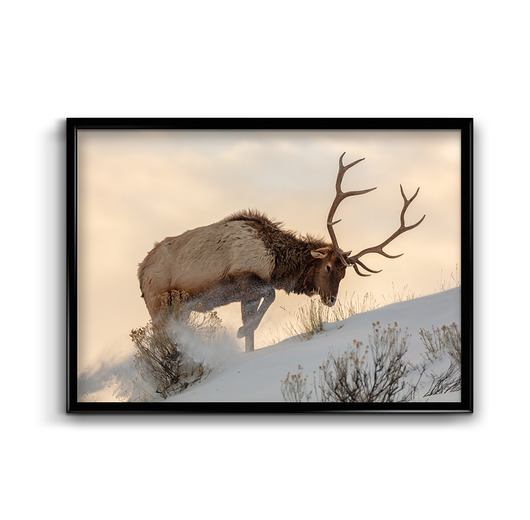 plakaty Plakat Jeleń w Śniegu