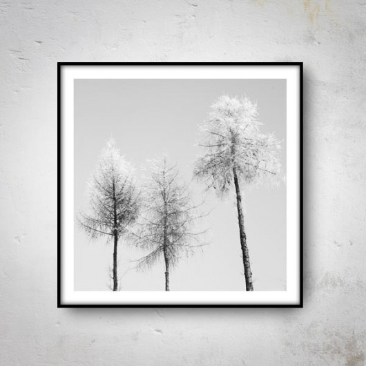 B&W IV  50x50 mucca by mua
