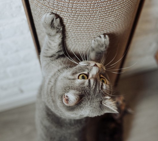 Bellycat Misspaper