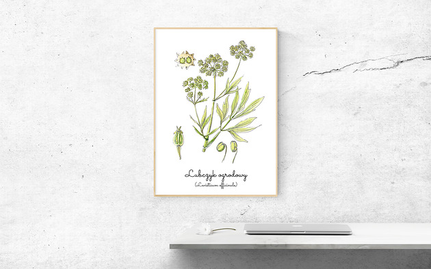 Plakat  ilustracja tablica botaniczna lubczyk Arty arty
