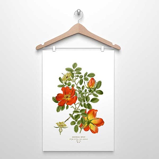 plakaty RÓŻA DZIKA  plakat  A4, A3 (lub 30x40 cm)