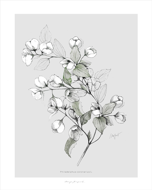 Jaśmin  print 30x40 cm Margo Hupert