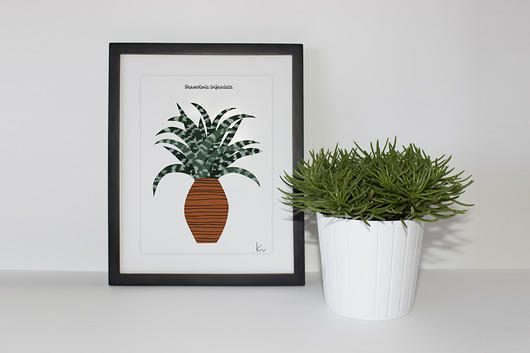 sansevieria trifasciata z serii rośliny domowe Kasia Worek