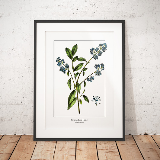 Plakat botaniczny Bez Kalifornijski trochę na ścianę