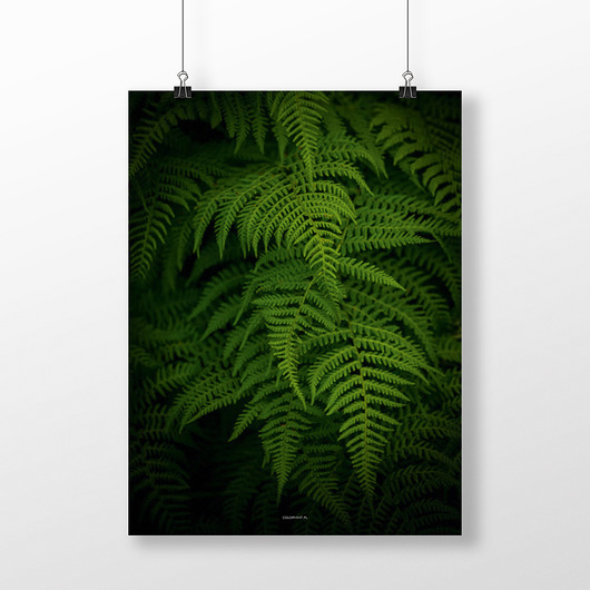 Plakat FERN 2 COLORMINT
