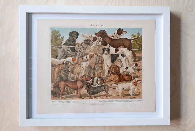 grafiki i ilustracje PSY    Chromolitografia