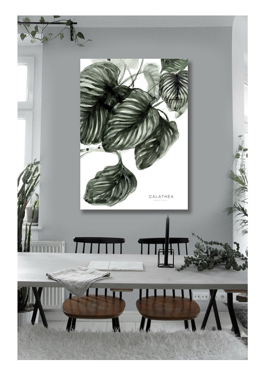Plakat Calathea 50x70 cm Margo Hupert