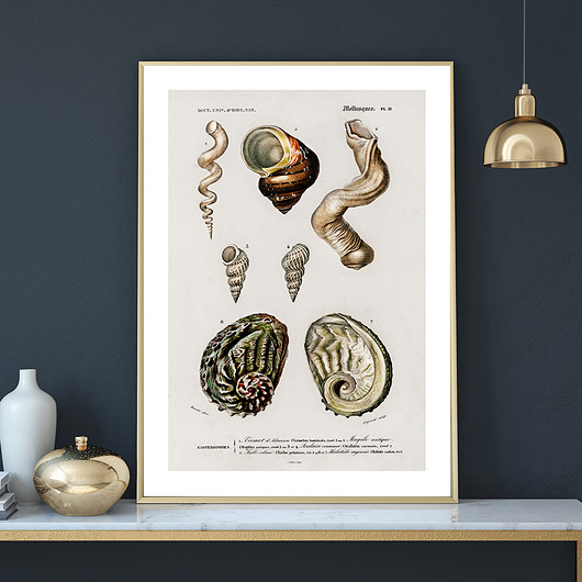 Plakat SEASHELLS no.1 muybien