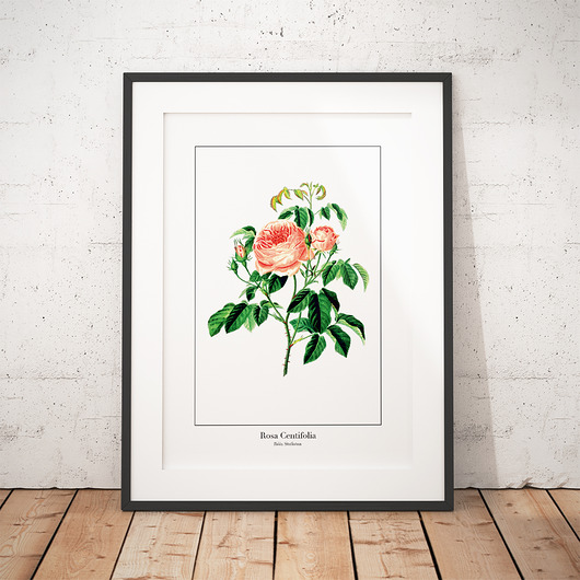 Plakat botaniczny Róża Stulistna trochę na ścianę