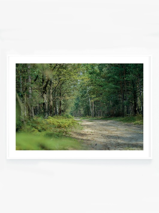 fotografia Ścieżka w lesie