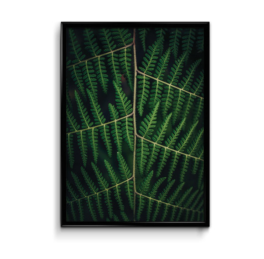 Paproć plakat botaniczny Bury Lis
