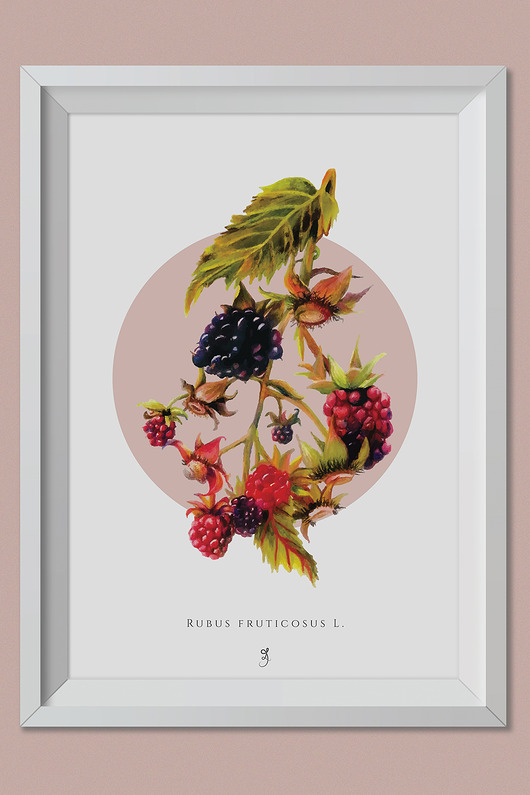 plakaty Plakat Jeżyna Grafika 70x50cm