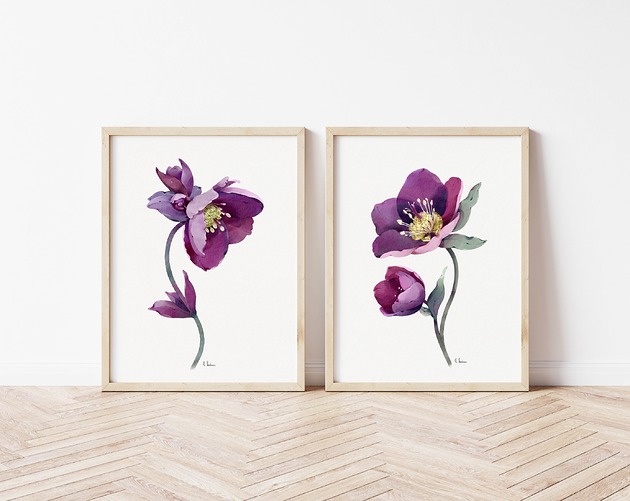 grafiki i ilustracje Ciemiernik komplet dwóch grafik