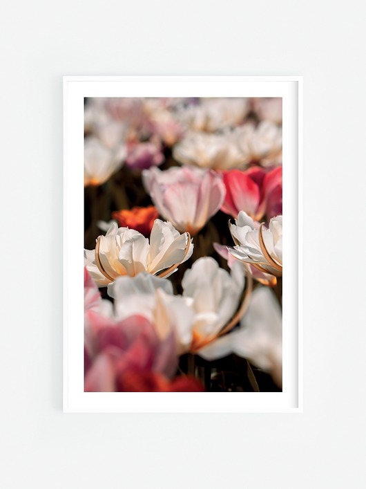 fotografia Tulipany IV