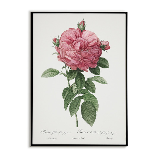 Rosa galicia - Plakat botaniczny - Retro Bajkowe Obrazki