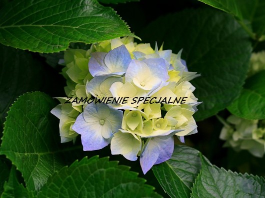 Zamówienie specjalne VENUS GALERIA