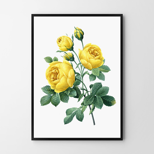 plakaty Plakat Róża żółta 