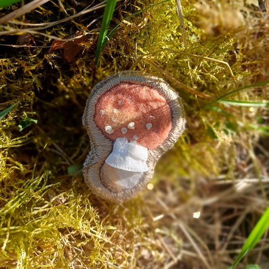 broszki Przypinka z grzybem