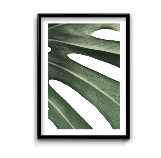 plakaty Plakat Monstera Macro