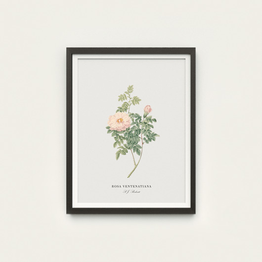 Plakat botaniczny - róża Rosa Ventenatiana Pracownia Celegarth