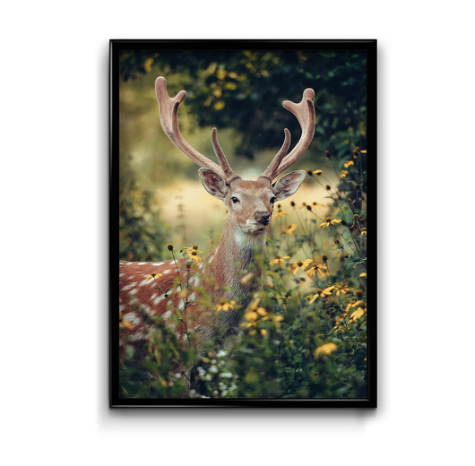 Plakat Jelonek Bury Lis