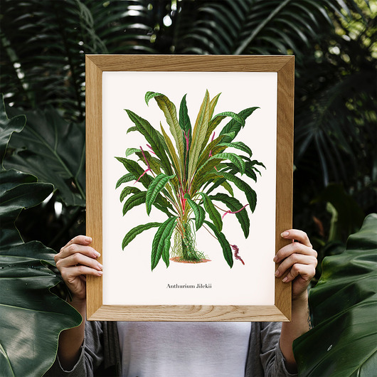 Plakat botaniczny Anthurium Jilekii trochę na ścianę