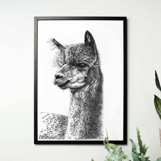 grafiki i ilustracje Lama