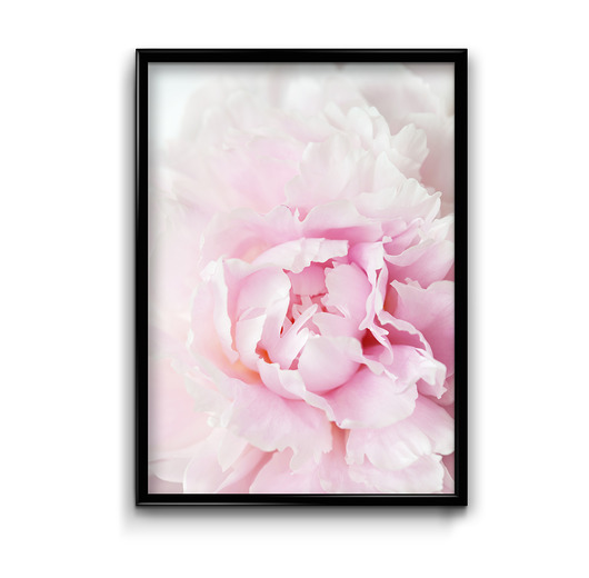Plakat Pink peony #1  Bury Lis