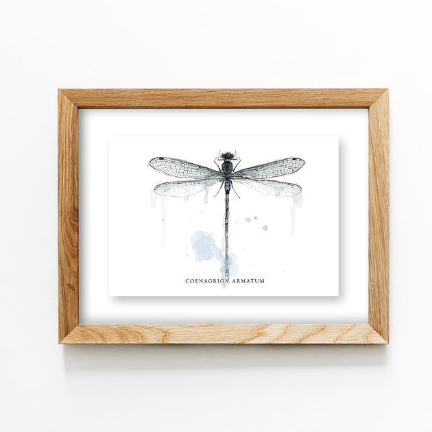 grafiki i ilustracje Ważka, Łątka zielona, A4