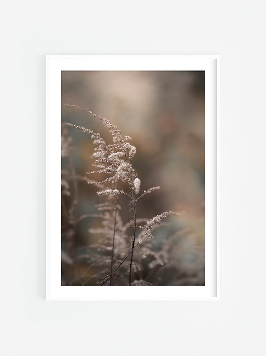 fotografia Delikatność I