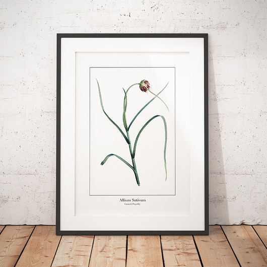 Plakat botaniczny Czosnek Pospolity trochę na ścianę