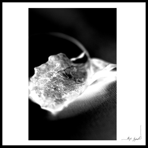 Leaf XXIII Maja Gajewska