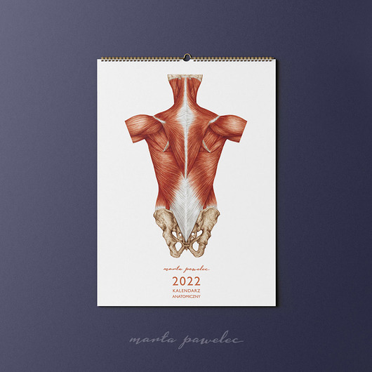 kalendarze i plannery Kalendarz Anatomiczny 2022