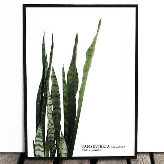 Botaniczny plakat SANSEVIERIA format A3 Lawendowy Bazar