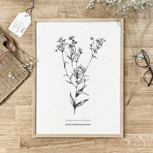 grafiki i ilustracje Aster drobnokwiatowy - rysunek botaniczny