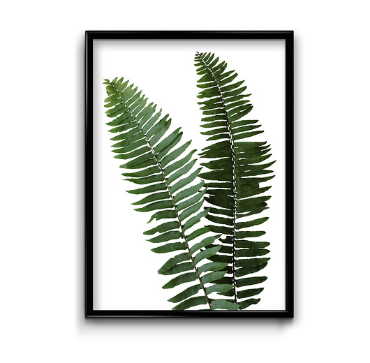 Plakat Fern #2  Bury Lis
