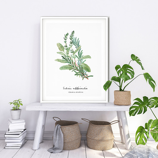 Plakat z serii zioła – Szałwia lekarska Poster Gallery Wall