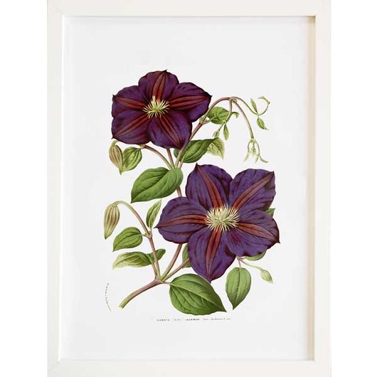 CLEMATIS Obraz w ramce A3  ilustracja botaniczna botanika