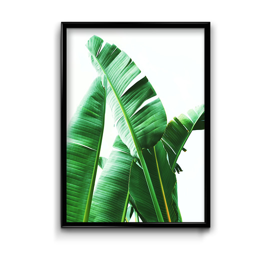 plakaty Plakat Liście Bananowca 