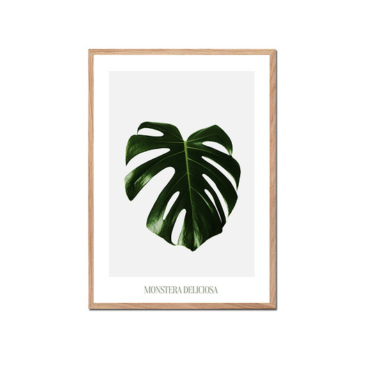 Plakat botaniczny MONSTERA DELICIOSA A4 muybien