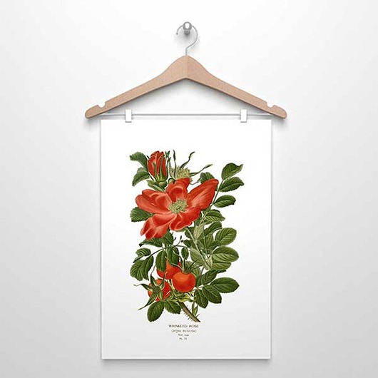plakaty RÓŻA DZIKA  II plakat  A4, A3 (lub 30x40cm)