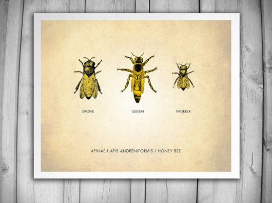 Plakat, grafika, pszczoły, robotnica, królowa,  nkcraftstudio