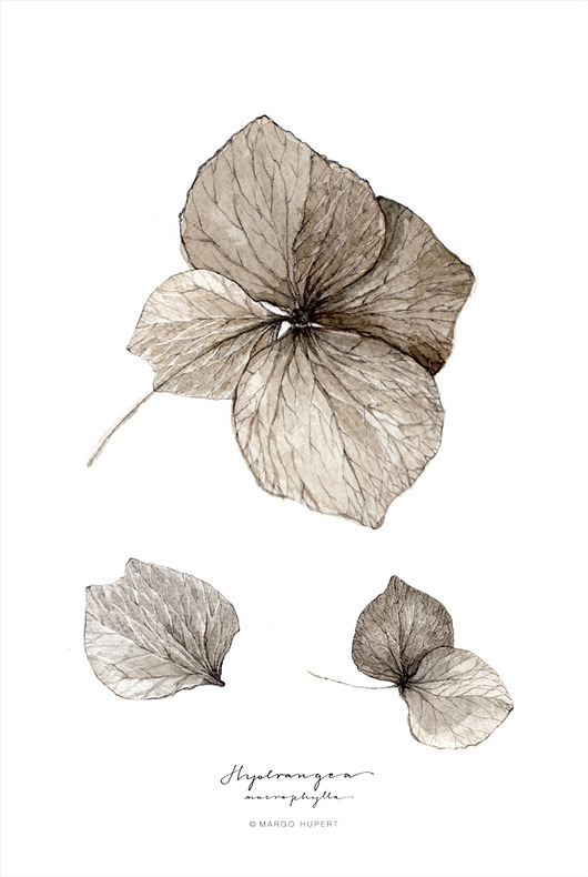 plakaty Hortensja, print 40x50 cm
