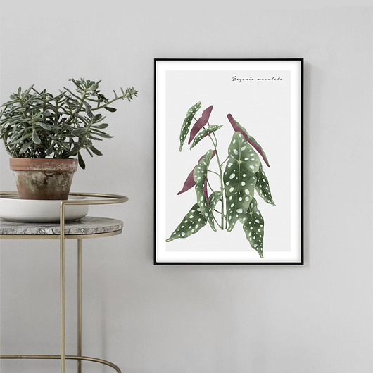 Plakat BEGONIA MACULATA muybien