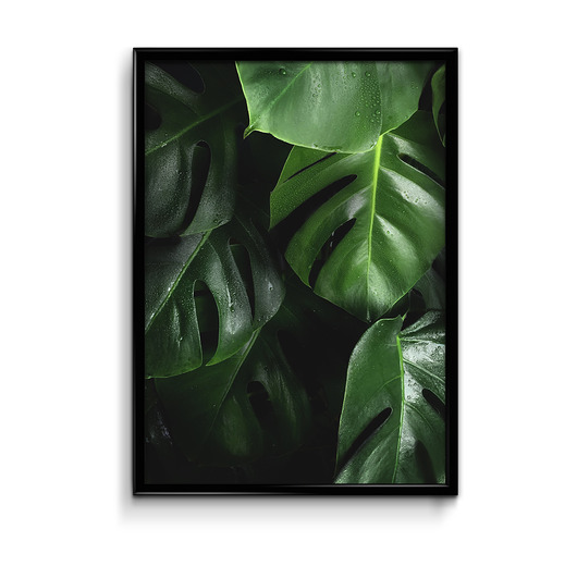 Monstera plakat  Bury Lis