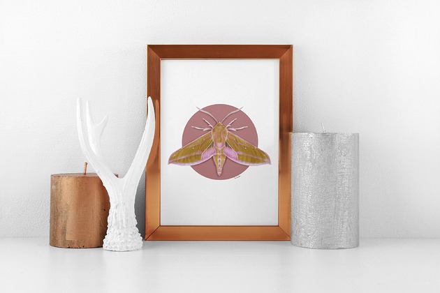 plakaty Wydruk Plakat Gładysz Zmrocznik  nocny motyl ćma