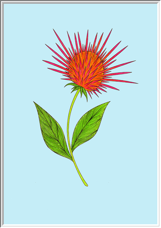 grafiki i ilustracje 91. Osobliwości botaniczne: Jeżówka - rysunek, plakat.