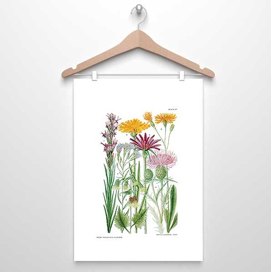 plakaty KWIATY GÓRSKIE  VI plakat  A4, A3,30x40cm