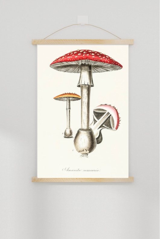 plakaty PLAKAT  ILUSTRACJA z grzyb muchomor vintage